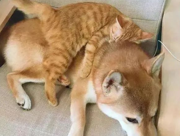 柴犬每天被橘猫欺负，还骑到了柴犬身上，铲屎官看热闹不嫌事大