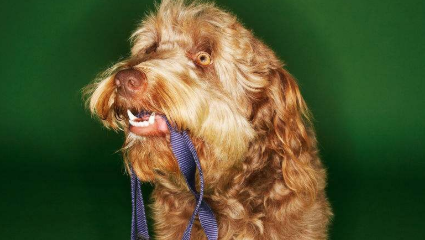 奥达猎犬的养护常识,多个细节体现健康状态 奥达猎犬的养护常识,多个细节体现健康状态