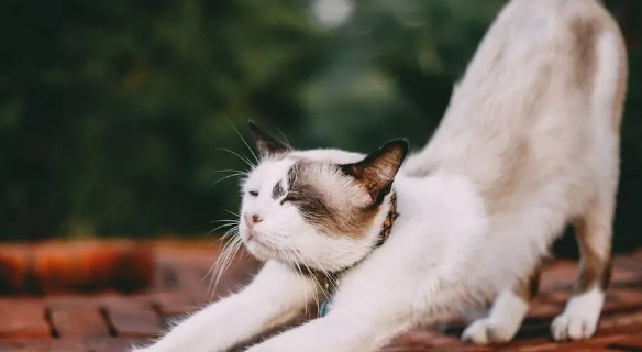 “猫砂盆大逃亡:揭秘猫咪‘叛逆’背后的秘密与解决之道” “猫砂盆大逃亡:揭秘猫咪‘叛逆’背后的秘密与解决之道”