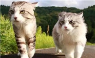 新手女生适合养公猫还是母猫