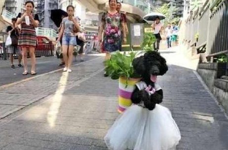 大妈训练泰迪直立行走, 穿着裙子像个小公主, 却被网友怒骂！