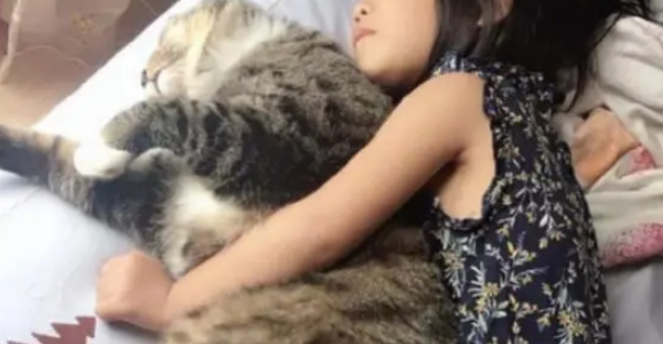 狸花猫比橘猫还胖,躺着比小主人都大,胖嘟嘟模样特别可爱 狸花猫比橘猫还胖,躺着比小主人都大,胖嘟嘟模样特别可爱