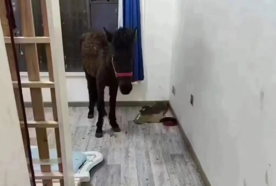 离谱！租客跟房东说养宠物，结果养的是一匹马？？