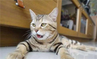 小猫晚上一直叫是什么原因