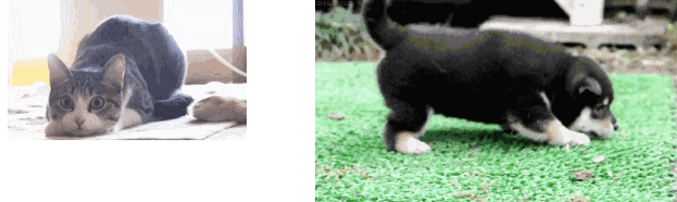 重磅发现！猫咪喜欢不劳而获？