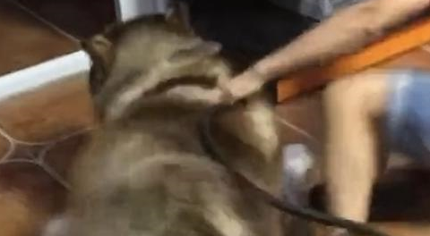 阿拉斯加被三只小猫吓得弹飞出去,主人:太丢狗脸了 阿拉斯加被三只小猫吓得弹飞出去,主人:太丢狗脸了