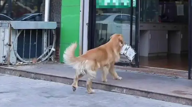 金毛捡到一只生病的小猫,求助路人反遭嫌弃,随后的做法让人感动 金毛捡到一只生病的小猫,求助路人反遭嫌弃,随后的做法让人感动