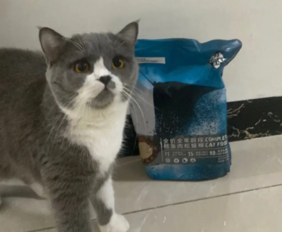 蓝牧猫粮：爱猫之选