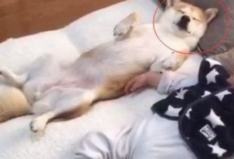 狗狗和孩子睡一起,做妈妈的不害怕,却还在笑 狗狗和孩子睡一起,做妈妈的不害怕,却还在笑