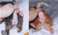 雄猫和雌猫的区别图片
