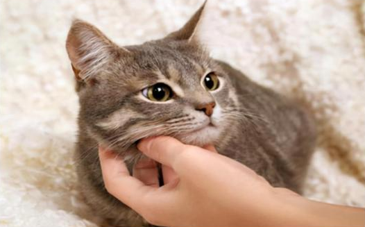怎么了解猫咪 怎么了解猫咪