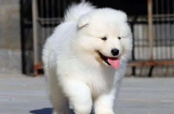 5个月的萨摩耶犬多少钱一只