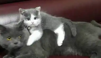 大猫做错事后，主人撵它出门，旁边小奶猫的表情，简直不要太好笑
