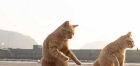 橘猫整天看着爷爷打太极，没想到时间长了竟学会了一招半式