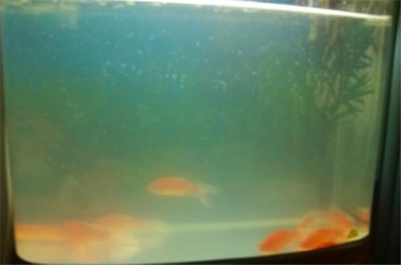 饲料浑水还是鱼屎浑水 饲料浑水还是鱼屎浑水