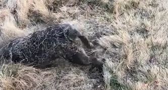 狗狗洗完澡就去滚草地,瞬间给自己染色,网友:洗澡是个大工程 狗狗洗完澡就去滚草地,瞬间给自己染色,网友:洗澡是个大工程