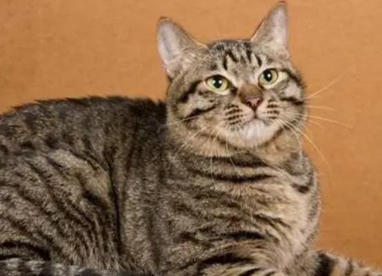 一只猫的寿命有多少年