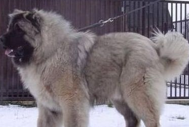 高加索犬食量 高加索的食量比较大
