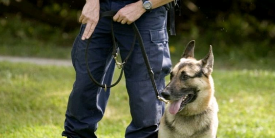 警校拍卖淘汰犬最高价至33万，买家回应引网友称赞