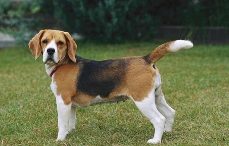 如何训练比格犬 猎犬的衔拾训练