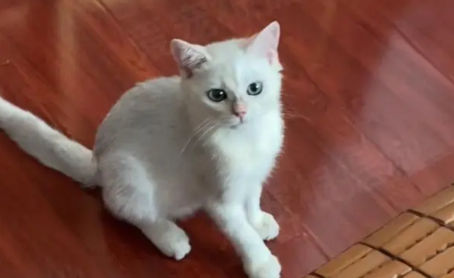 那只灰头土脸，追着人跑的小流浪猫，带回家一个月后判若两猫
