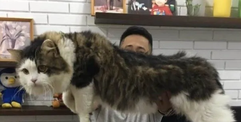 男子抱怨家猫太大,网友嘲笑他没养过猫,直到晒出照片:这猫真大