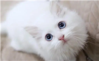 小猫一直长不大是什么原因