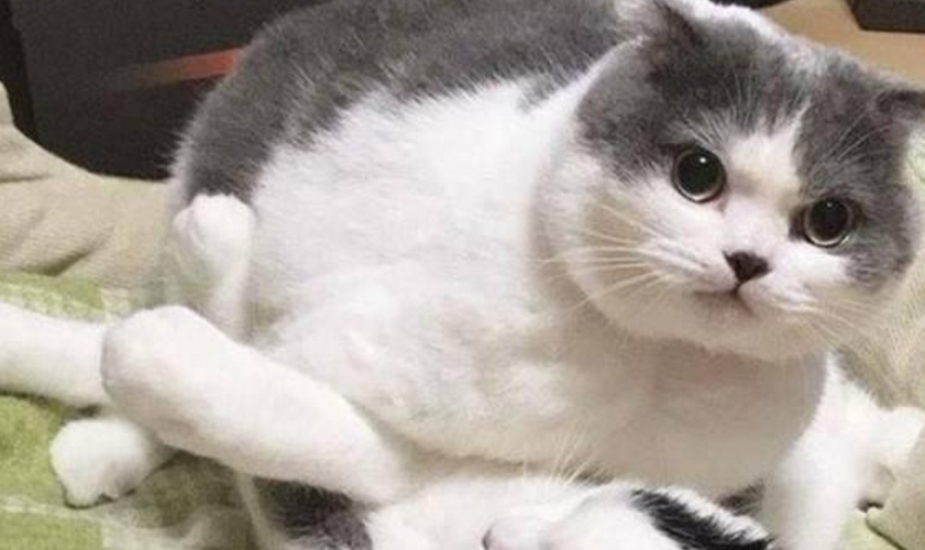 血栓会导致猫咪乱撞吗