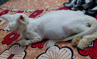 怎么区别猫传腹和大肚子