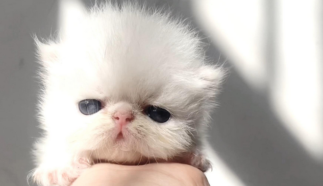 巴西宠物猫狗数量全球第二 市场潜力大