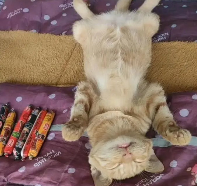 主人下班回家,看到猫咪的睡姿笑喷:咋这么像个小孩子呢 主人下班回家,看到猫咪的睡姿笑喷:咋这么像个小孩子呢