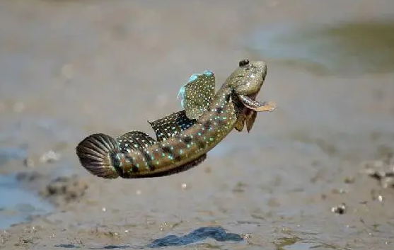 弹涂鱼水深了会死吗 弹涂鱼水深了会死吗