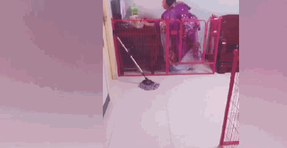萨摩耶在家里闹翻了天,主人就把自己关在笼子里 萨摩耶在家里闹翻了天,主人就把自己关在笼子里