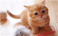 养猫人的可爱尊称