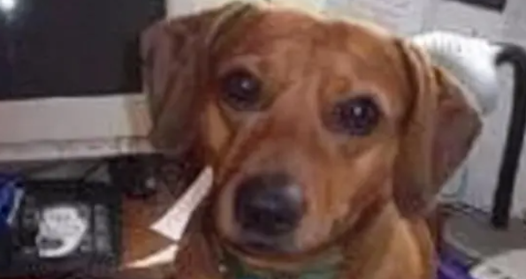 腊肠犬饿晕在路边,瘦到只有13斤,救助后才明白为何被丢弃 腊肠犬饿晕在路边,瘦到只有13斤,救助后才明白为何被丢弃