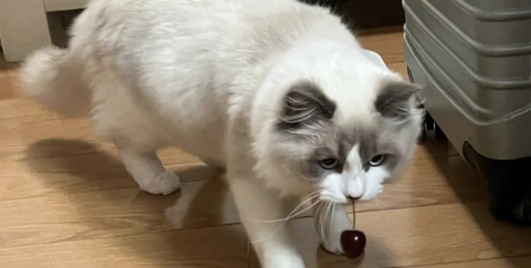 布偶猫最爱吃的10种水果 布偶猫最爱吃的10种水果