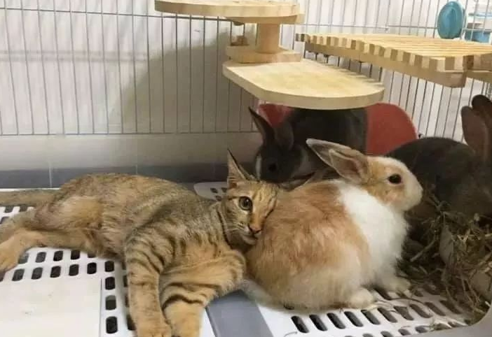 养兔子和养猫哪个轻松 养兔子和养猫哪个轻松