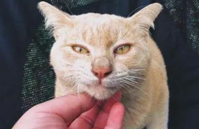 外出露营遇到一只橘猫,进入帐篷就不走了,只好给它让出位置 外出露营遇到一只橘猫,进入帐篷就不走了,只好给它让出位置