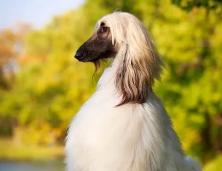 阿富汗猎犬笨吗 专家帮你解读它的智商