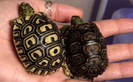 豹纹龟是保护动物吗