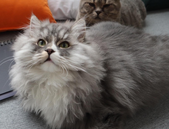 布偶猫配蓝猫后代图片 布偶猫配蓝猫后代图片