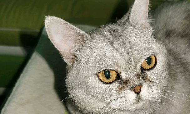 猫狗是不是冤家?看我家猫狗同框有故事 猫狗是不是冤家?看我家猫狗同框有故事