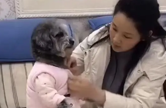 神犬多多:凭超高智商走红网络,买菜做饭惊呆网友,狗也能成精? 神犬多多:凭超高智商走红网络,买菜做饭惊呆网友,狗也能成精?