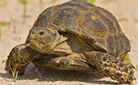 沙漠陆龟能活多久