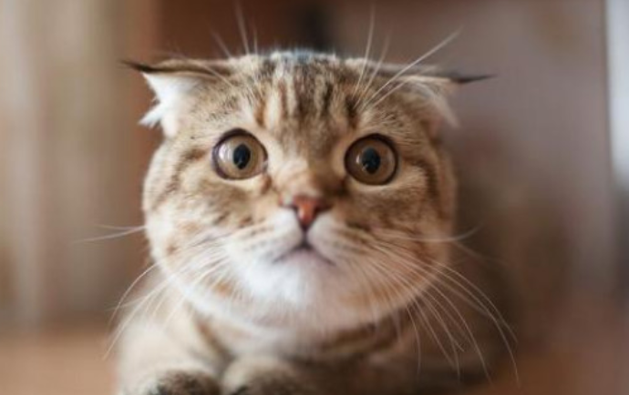怎么确认猫有没有弓形虫