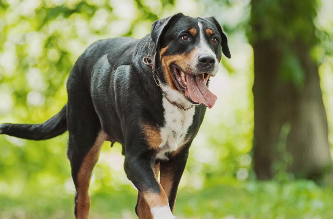 大瑞士山地犬怎么选 注意该犬外形特征