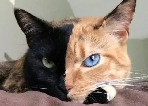 三色猫怎么样，好养吗？