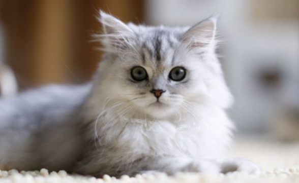 女孩一年举报几十个猫贩子窝点,是无数猫咪的救世主 女孩一年举报几十个猫贩子窝点,是无数猫咪的救世主