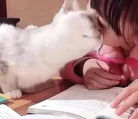 孩子最近作业做不完,女子进房间突击检查,原来是有只粘人的猫 孩子最近作业做不完,女子进房间突击检查,原来是有只粘人的猫