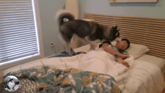 3只柴犬叫主人起床，结果中途“叛变”，女主：白养你们了